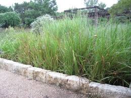 Image result for Sorghastrum