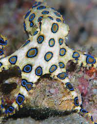 Blue Ringed Octopus Ocean Creatures Ocean Animals Underwater Creatures