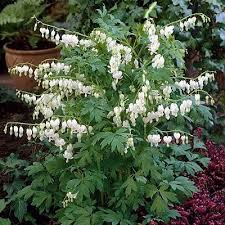 Bleeding Heart White From American Meadows Your Trusted Source For Bleeding Heart We Offer Gardeners Guar Shade Plants Container Shade Plants Bleeding Heart