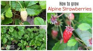 Michigan's wild strawberries look similar to their garden counterparts, but produce smaller, sweeter fruit. Alpine Strawberries How To Grow From Seed Or Transplants