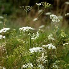 Image result for Galiniera saxifraga