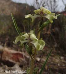 Image result for Disperis