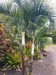 Image result for Dypsis