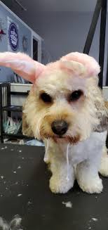 Realized I had bunny ears. Thought...