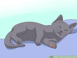 One of the feral kittens, sugar, looked healthy yet died early thursday morning. 7 Causes Of Sudden Death In Cats