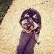 Buddy The Labradoodle Animal Pictures Labradoodle Cute Animals