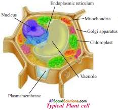These events include duplication of its genome and synthesis of the cell organelles followed by division of the cytoplasm. Ap 9th Class Biology Important Questions Chapter 1 Cell Its Structure And Functions Ap Board Solutions