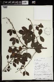 Image result for Toddalia crenulata