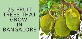 Self pollinating or self fertile trees pear tree are also self pollinating so that you can get a good yield of fruit from just a single tree. 25 Fruit Trees That Grow In Bangalore Thrive Cuisine