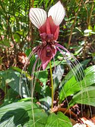 Image result for Dioscoreaceae