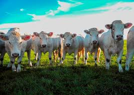 L'habitude est une seconde nature. Mort Aux Vaches Se Passer De Viande Se Passer De Lait Contrepoints