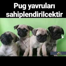 pug yavrulari irk garantisi ile iade vardir pug yavru pug evcil hayvan bakimi