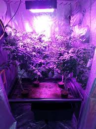 Hydroponic led grow lights review. Growing Under Led Grow Lights A Test Of 700w Led Grow Light