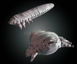Image result for Demodex folliculorum