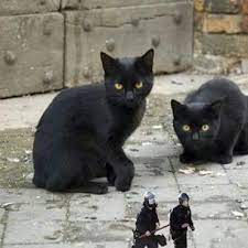 Cat Food Cats Black Cat Lover Cat Lovers