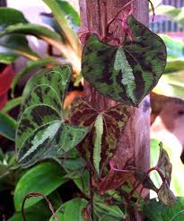 Image result for Dioscorea minutiflora