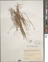 Image result for Panicum flacciflorum