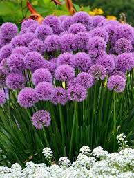 50 Perennials Allium Millenium Bluestone Perennials Allium Millenium Ornamental On Purple Flowers Garden Beautiful Flowers Garden Flower Garden Design