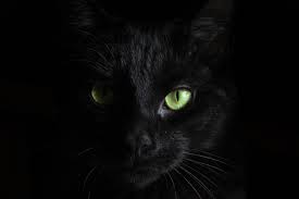 Great prices, excellent customer service. Dark Cat Pictures Download Free Images On Unsplash