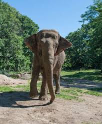 The Bronx Zoo S Loneliest Elephant Bronx Zoo Elephant Elephant Love