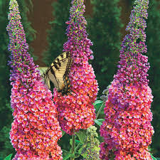 The plants don't need fertilization unless grown in poor soil. Kaleidoscope Butterfly Bush Spring Hill Nurseries