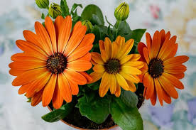 Image result for paprskovka obrázek