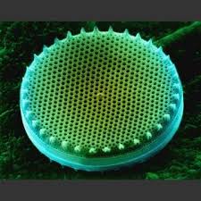 Salt Water Centric Diatom Frustule Skeleton Diatom Microscopic Photography Electron Microscope