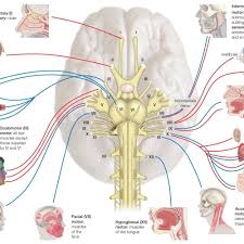 Herein lies the sarcomere's main purpose. Names Functions And Locations Of Cranial Nerves