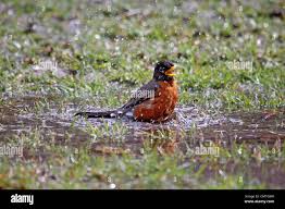 Amerikanischer Robin (Turdus migratorius) badende Marion County, Illinois  Stockfotografie