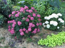 Apr 13, 2021 · best time to plant: High Impact Native American Shrubs Ecological Landscape Alliance