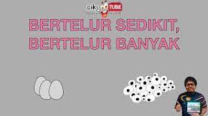 Haiwan yang melahirkan anak sedikit. Sains Tahun 2 Bertelur Sedikit Dan Bertelur Banyak Cikgootube Cikguzoul Youtube
