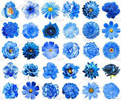 Navy blue got its name from the dark blue (contrasted with naval white) worn by officers in the royal navy since 1748 and subsequently adopted by other navies around the world. 30 Blue Flowers Isolated On White Blue Flower Names Blue Flower Wallpaper Blue Flower Tattoos