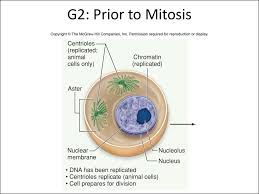 May 17, 2018 · alternation of generations is a type of life cycle found in terrestrial plants and some algae in which subsequent generations of individuals alternate between haploid and diploid organisms. Evolution And The Foundations Of Biology Cells And Genetics Shapter 9 Prezentaciya Onlajn