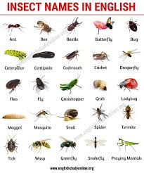 Learn these names of insects illustrated with interesting images to improve your vocabulary in english, especially for kids. List Of Insects 25 Useful Insect Names With Pictures And Examples English Stu Saines English Vocabulary List English Vocabulary English Study