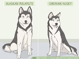 We are breeders of giant alaskan malamute puppies, siberian husky puppies, & samoyed puppies. How To Identify An Alaskan Malamute From A Siberian Husky
