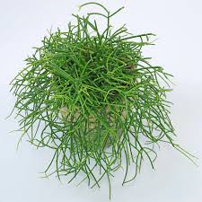 Image result for Rhipsalis
