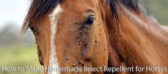 make homemade insect repellent for