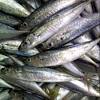 Pepes ikan mas dengan bumbu kuning yang harum tapi dengan takaran bumbu yang tidak terlalu tajam. 1