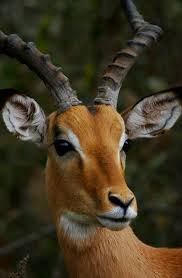 Impala By Michael Deeble Hayvan Fotografciligi Afrika Memeliler