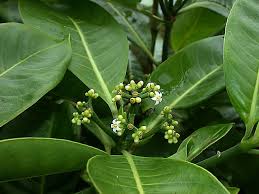 Image result for Psychotria articulata