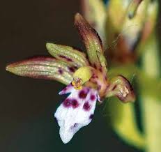 Image result for Polystachya greatrexii