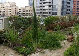 Home of rooftop garden world database by urban and rural chicago gardener. Dubai S First Rooftop Garden Is In The Middle Of Tecom What S On