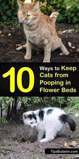 10 Quick Ways To Keep Cats From Pooping In Flower Beds Cat Repellant Outdoor Cat Repellant Flower Beds