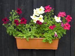 We did not find results for: Petunias In Pot Free Stock Photo Public Domain Pictures