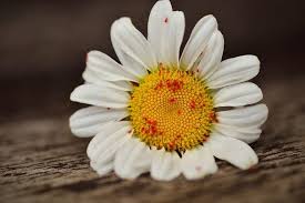 Natural ways to ward off garden pests. Natural Pest Control Methods For Your Organic Garden Flower Blog