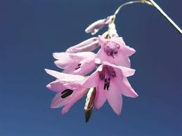 Image result for Dierama formosum/plowesii intermediates
