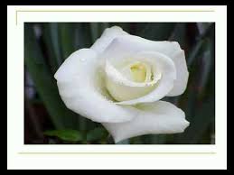 Ciocotelegrama bun gasit, scoala! ideala pentru a fi daruita in prima zi de scoala doamnei invatatoare, sau pentru a fi impartita cu colegii. Urare De Inceput De An Scolar Youtube