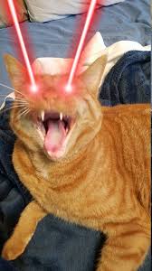 Posted A Picture Of My Cat On Discord Five Minutes Later Got This Sent Back To Me Funny