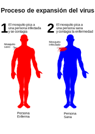 Enfermedad registrada por alonso de góngora marmolejo. Dengue Wikipedia La Enciclopedia Libre