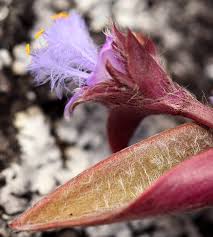 Image result for Cyanotis foecunda